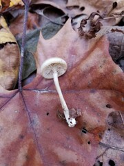 Clitocybe subditopoda