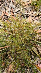 Platysace ericoides