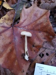 Clitocybe subditopoda