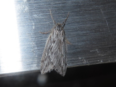 Paleacrita longiciliata