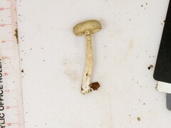 Clitocybe subditopoda