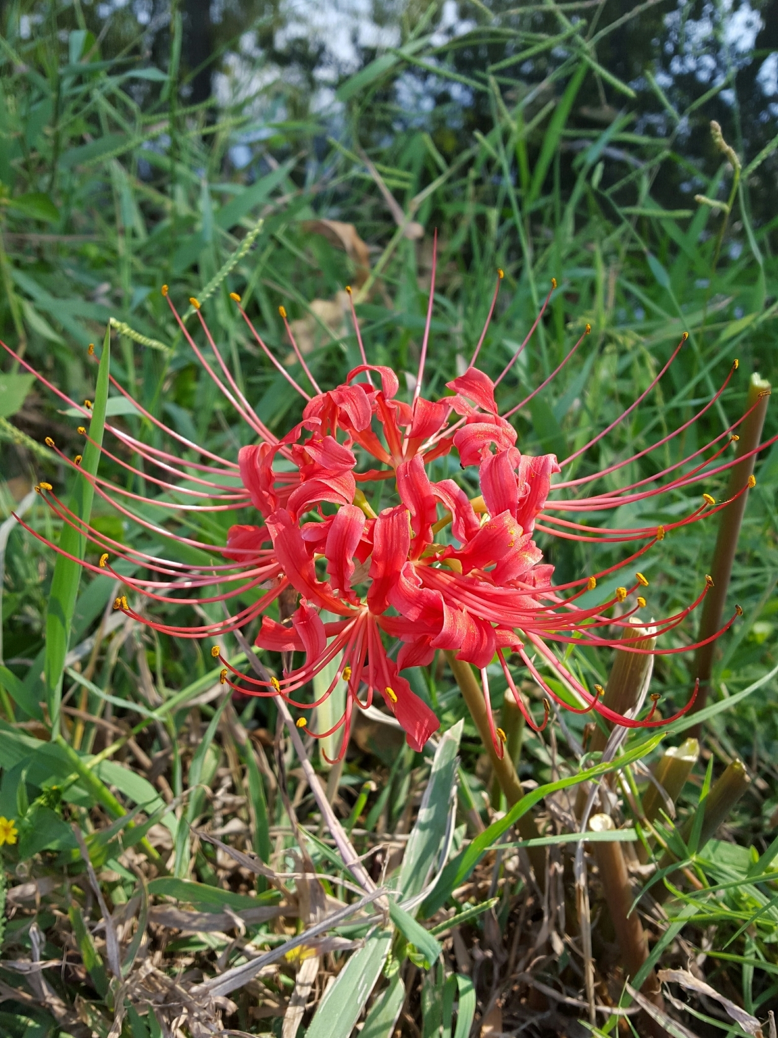 Lycoris.　1028 Lycoris-jinzheniae-Hazuki-