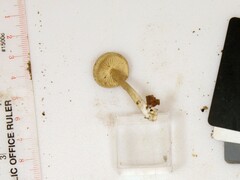 Clitocybe subditopoda