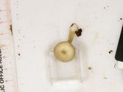 Clitocybe subditopoda