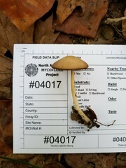 Psathyrella kauffmanii