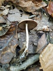 Psathyrella kauffmanii