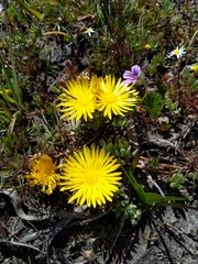 Lampranthus reptans