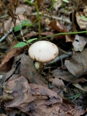 Psathyrella kauffmanii