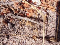 Kallstroemia californica