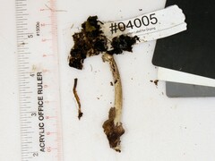 Psathyrella kauffmanii