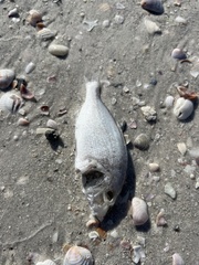 Orthopristis chrysoptera