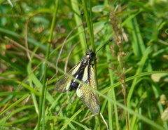 Libelloides coccajus