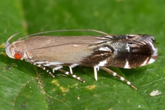 Anacampsis levipedella