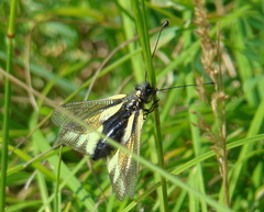 Libelloides coccajus