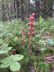 Corallorhiza striata