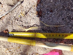 Bouteloua barbata