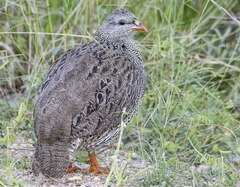 Pternistis natalensis