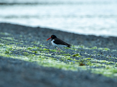 Haematopus leucopodus