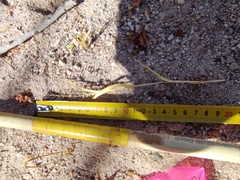 Bouteloua barbata