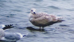 Larus glaucoides
