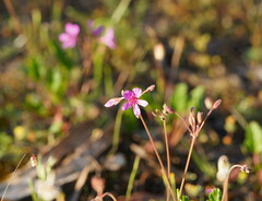 Pelargonium rodneyanum