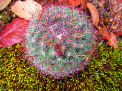 Mammillaria rhodantha fera-rubra