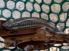 Fundulus olivaceus