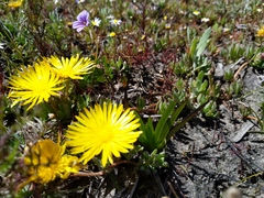 Lampranthus reptans