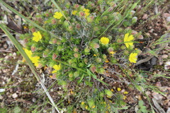 Hibbertia sericea