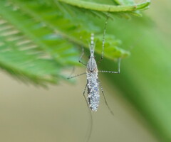 Anopheles annulipes