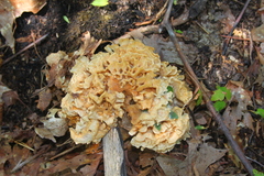 Sparassis spathulata