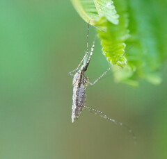 Anopheles annulipes