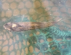 Fundulus olivaceus