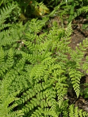 Hypolepis millefolium