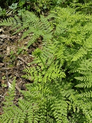 Hypolepis millefolium