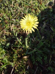 Pyrrhopappus pauciflorus