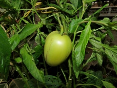 Solanum muricatum