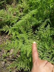 Hypolepis millefolium