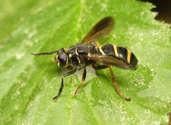 Temnostoma bombylans