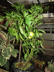 Solanum muricatum