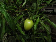Solanum muricatum