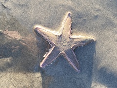 Astropecten armatus