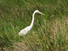 Ardea herodias occidentalis