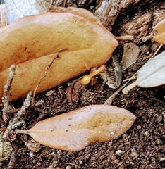 Camponotus festinatus