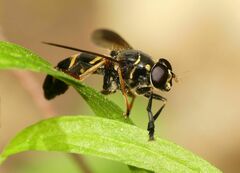 Temnostoma bombylans