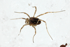 Rilaena triangularis