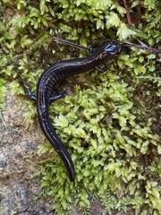 Plethodon elongatus