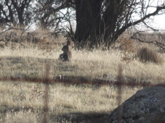 Oryctolagus cuniculus