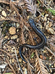 Plethodon elongatus