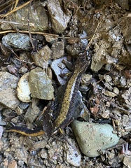 Plethodon dunni
